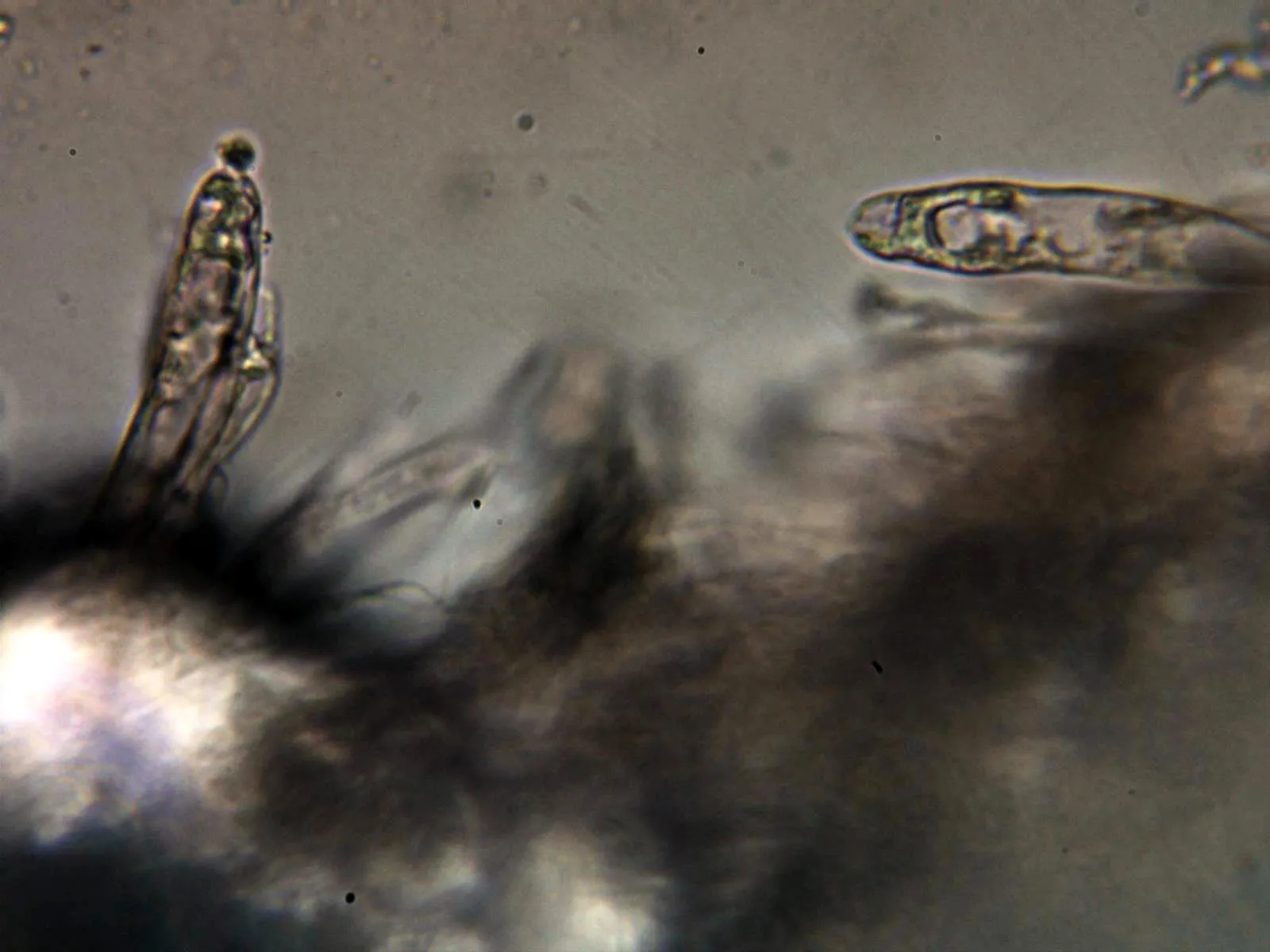 Microscopía de Russula solaris - 10 - Queilocistidios